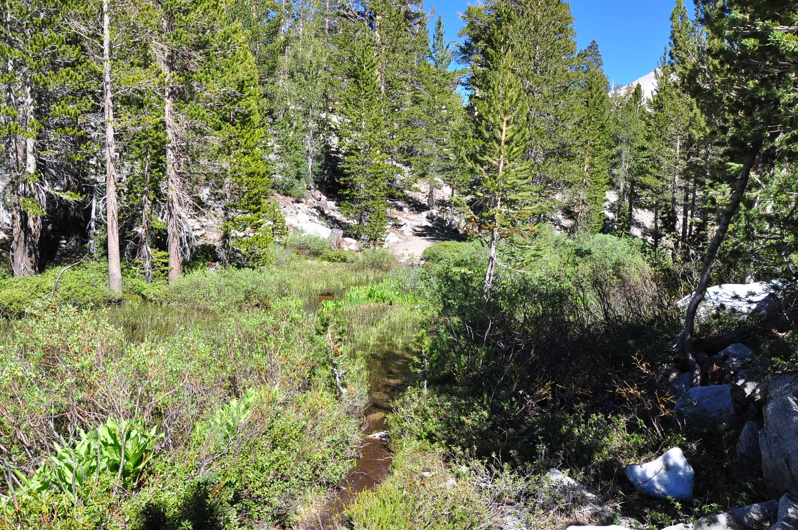 Wet meadow and flooded trail on the approach to Black Lake