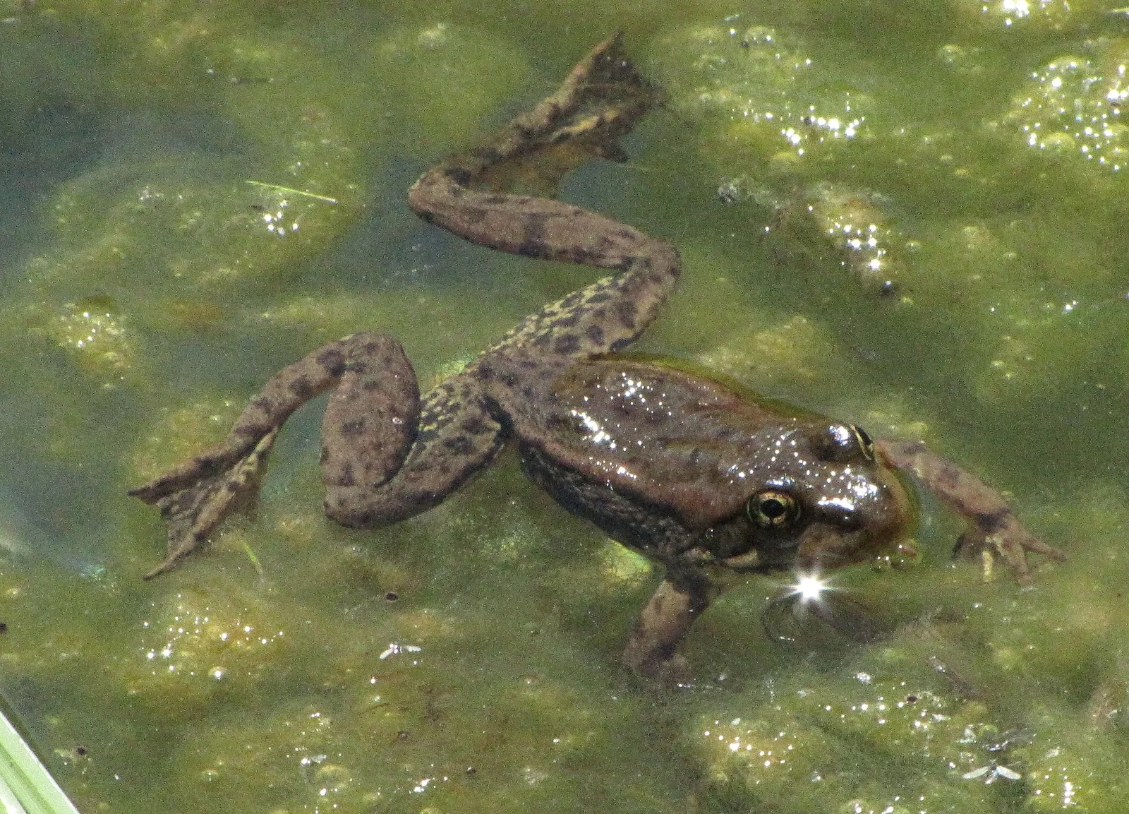 Sierra Nevada yellow-legged frog at Sixth Lake