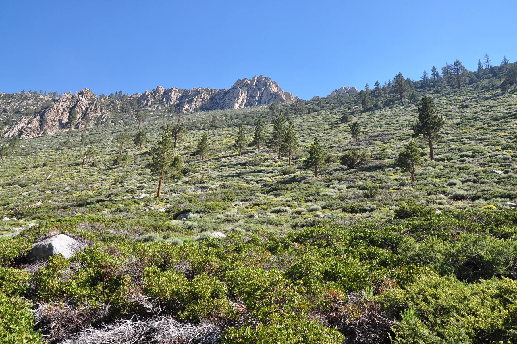 North Fork Big Pine Creek Trail in the immediate trailhead corridor